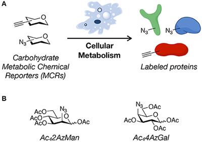 O-Acetylated Chemical Reporters of Glycosylation Can Display Metabolism-Dependent Background Labeling of Proteins but Are Generally Reliable Tools for the Identification of Glycoproteins